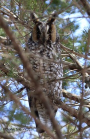 6s3a9482long-eared-owl