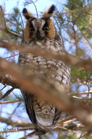 6s3a9494long-earedowl