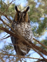 6s3a9497long-earedowl