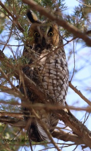 6s3a9506long-earedowl