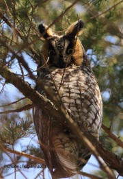 6s3a9531long-earedowl