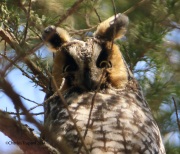 6s3a9532long-earedowl