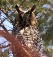 6s3a9533long-earedowl