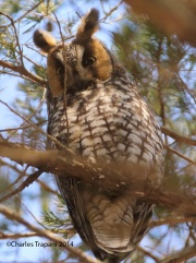 6s3a9537long-earedowl