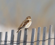 6S3A0289Snow_Bunting