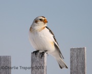 6S3A0295Snow_Bunting