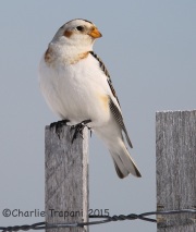 6S3A0300Snow_Bunting