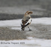 6S3A8645Snow_Bunting