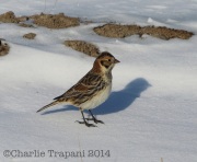 6s3a9267laplandlongspur