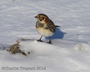 6s3a9282laplandlongspur