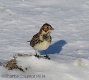 6s3a9288laplandlongspur