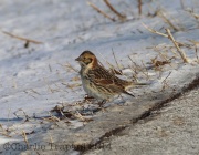 6s3a9382laplandlongspur