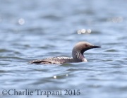 0J6A9849Pacific_Loon