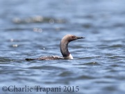 0J6A9873Pacific_Loon