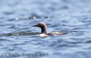 0J6A9932Pacific_Loon