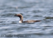 0J6A9973Pacific_Loon