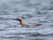 0J6A9977Pacific_Loon_Nockamixon