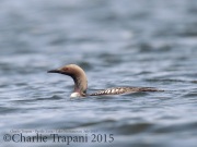 0J6A9977Pacific_Loon_Nockamixon_PS