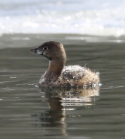 6s3a2483pied-billedgrebe_1