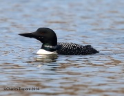 6s3a3725commonloon