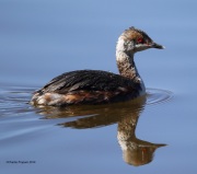 6s3a3729hornedgrebe_springmolt