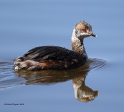 6s3a3734hornedgrebe_springmolt