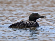 6s3a3772commonloon