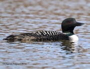 6s3a3775commonloon