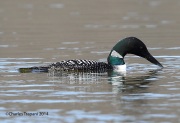 6s3a3788commonloon