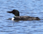 6s3a3794commonloon