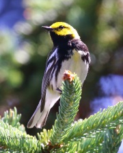 0J6A1315Black-throated_Green_Warbler