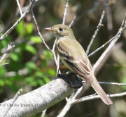 0J6A1330Alder_Flycatcher