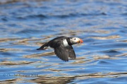 0J6A1387Atlantic_Puffin