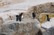 0J6A1397Razorbills