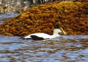 0J6A1435Common_Eider