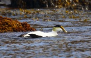 0J6A1437Common_Eider