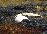 0J6A1443Common_Eider