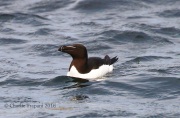 0J6A1482Razorbill