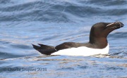 0J6A1491Razorbill