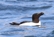 0J6A1492Razorbill