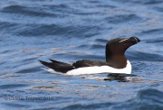 0J6A1493Razorbill