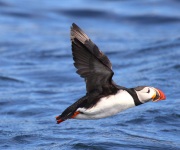 0J6A1504Atlantic_Puffin