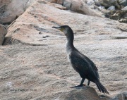0J6A1591Great_Cormorant