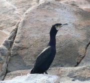 0J6A1596Great_Cormorant