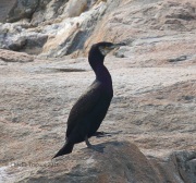 0J6A1608Great_Cormorant