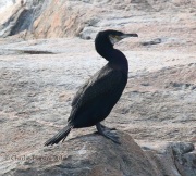 0J6A1612Great_Cormorant