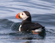 0J6A1662Atlantic_Puffin
