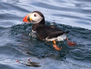 0J6A1674Atlantic_Puffin