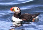 0J6A1688Atlantic_Puffin