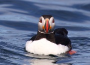 0J6A1690Atlantic_Puffin